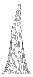 Hylocomium splendens, apex of stem leaf. Drawn from B.H. Macmillan 92/620, CHR 482378.
 Image: R.C. Wagstaff © Landcare Research 2014 